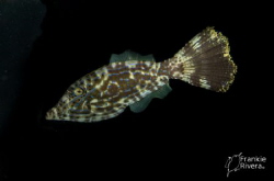 Scrawled Filefish hanging out at Night. Crash Boat Pier by Frankie Rivera 